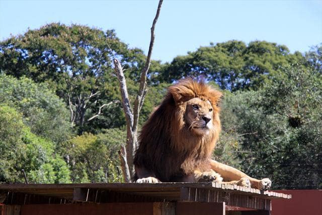 O que fazer com crianças em Curitiba: Zoológico