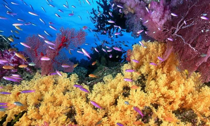 Passeios românticos em Salvador: corais de Santa Maria