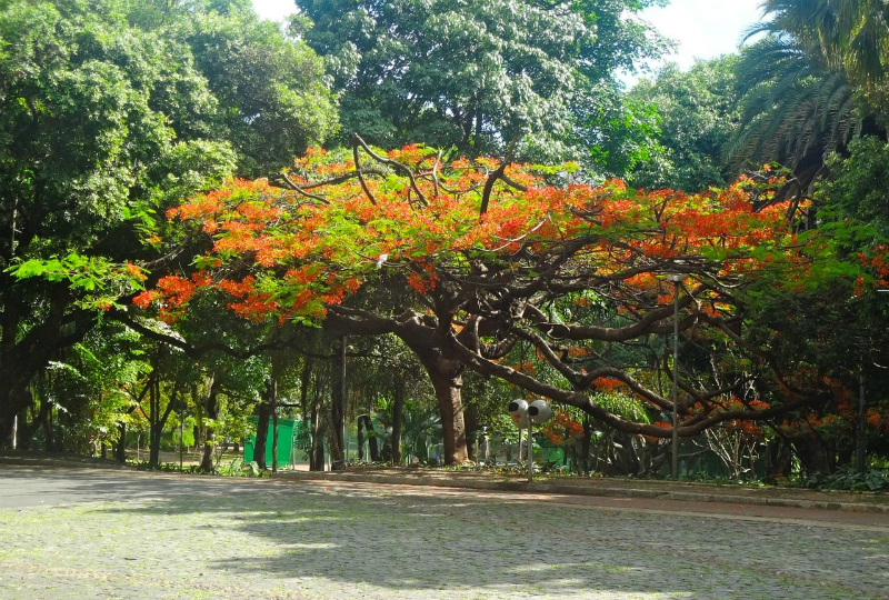 Parque Municipal Américo Renné Giannetti em Belo Horizonte: Árvores centenárias