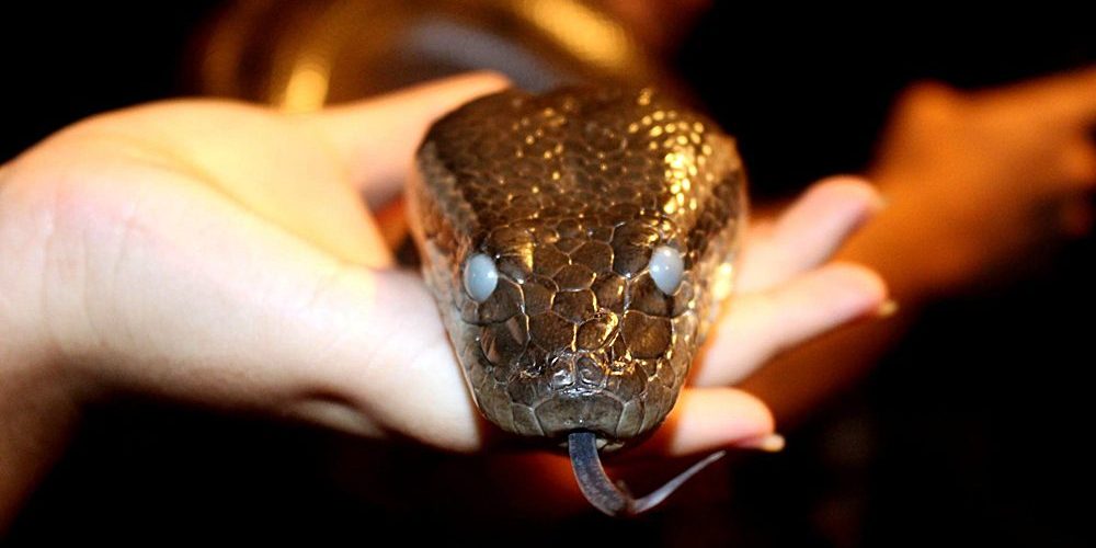 Museu de História Natural da UFMG em Belo Horizonte: Exposição de cobra