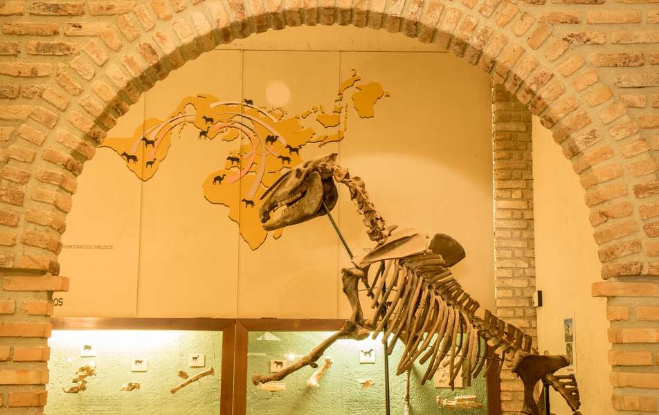 Museu de História Natural da UFMG em Belo Horizonte: Como chegar